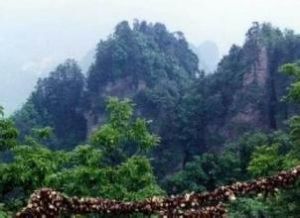 伏龍山自然保護區 伏龍山自然保護區