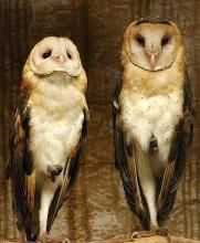 灰臉草鴞 灰臉草鴞