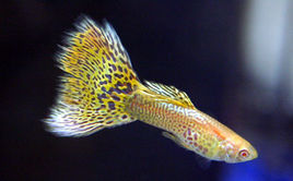 側上虹燈魚 側上虹燈魚