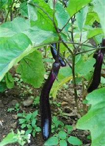 茄[管狀花目茄科植]