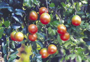 龍州山橙 龍州山橙