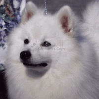 美國愛斯基摩犬