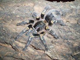 巴西巨人金直間 巴西巨人金直間