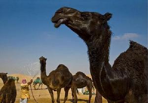 圖1：穿過遼闊而炎熱的阿拉伯半島，駱駝“先生”“小姐”們在阿布達比一年一度的駱駝選美盛會上相聚一堂。歷史上的沙漠之舟，如今是動物選美的候選佳麗。