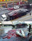 台灣鯨魚爆炸事件
