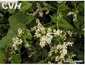 野蕎麥根 野蕎麥根