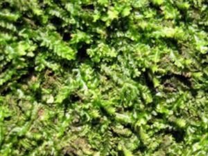 疣莖麻羽蘚 疣莖麻羽蘚