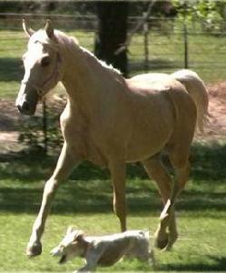 帕洛米諾馬 帕洛米諾馬