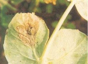 豌豆炭疽病 豌豆炭疽病