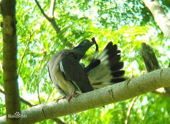 斑尾林鴿亞速爾亞種