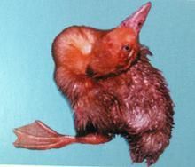 鴨疫里默氏桿菌病 鴨疫里默氏桿菌病