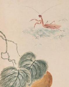 瓜藤螳螂 瓜藤螳螂