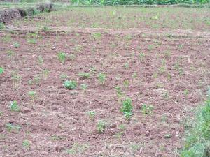 魯期村:新品種土豆試驗