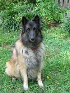 比利時坦比連犬 比利時坦比連犬