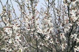 寧夏彭陽山花旅遊節 寧夏彭陽山花旅遊節