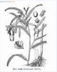 合萌根[合萌根]