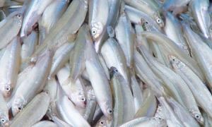 四點青鱗 四點青鱗