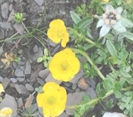 西藏雞爪草花 西藏雞爪草花