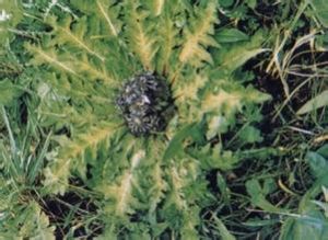 皺葉川木香 皺葉川木香