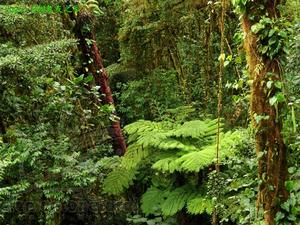 （圖）宜賓攀蜥