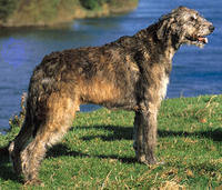 愛爾蘭獵狼犬