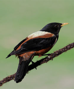 棕背黑頭鶇 棕背黑頭鶇