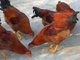 王店三園雞 王店三園雞