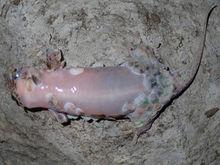 大鱗鱗虎（蛻殼）