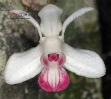 紐幾內亞發現新品蘭花