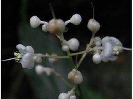 粗柄杜若 粗柄杜若