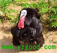 貝蒂納火雞 貝蒂納火雞