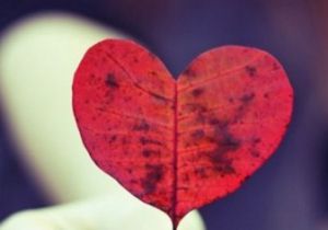 《南開大學愛情表白條例》 《南開大學愛情表白條例》