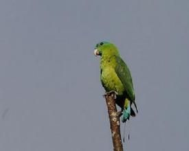 黃胸扇尾鸚哥 黃胸扇尾鸚哥