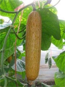 慶研黃瓜2號 慶研黃瓜2號