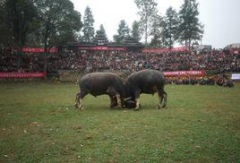 冷水鬥牛場 冷水鬥牛場
