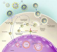 B肝病毒DNA複製過程