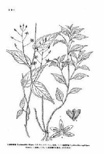 細梗香草(原變種) 細梗香草(原變種)