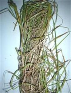 厚香草頭 厚香草頭