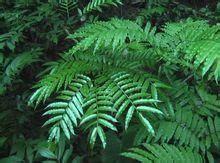 觀音蓮座 觀音蓮座