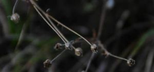 五葉山莓草 五葉山莓草