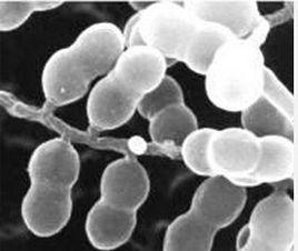 紫褐小單孢菌 紫褐小單孢菌