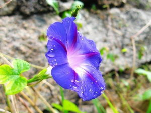 牽牛花[喇叭花]