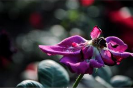 凋謝的鮮花 凋謝的鮮花