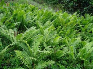 陰濕鐵角蕨 陰濕鐵角蕨