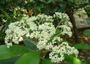 （圖）春天石南