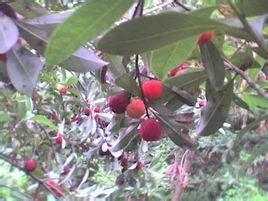 二都楊梅 二都楊梅