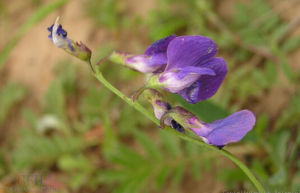 毛山黧豆 毛山黧豆