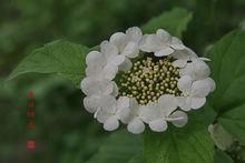 天目瓊花[茜草目忍冬科植物]