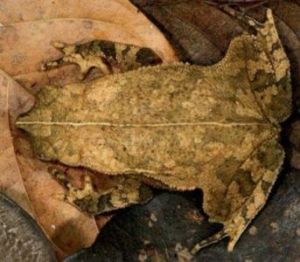 枯葉蟾蜍 枯葉蟾蜍