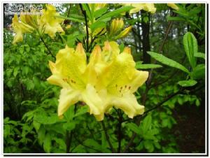 蔗黃杜鵑 蔗黃杜鵑